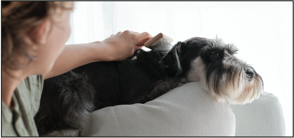 Best Hypoallergenic Dog Breeds