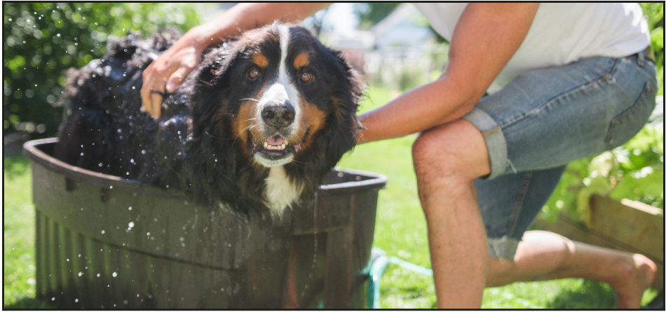 The Differences Between Big Dog Parents vs Small Dog Parents