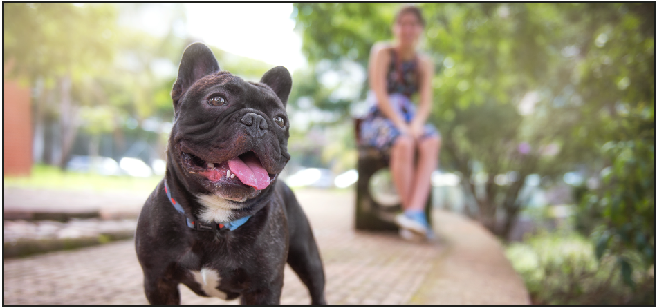A Look at Therapy Dogs Who Help People With Epilepsy