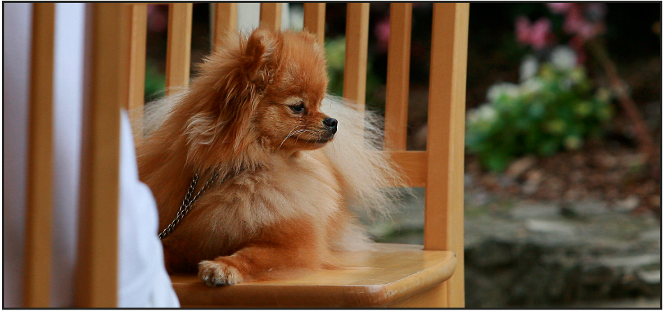 Best Rated Dog-Friendly Places to Eat