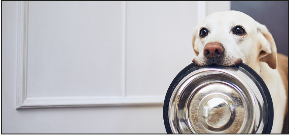 Can You Really Give Your Dog Frozen Veggies as Treats?