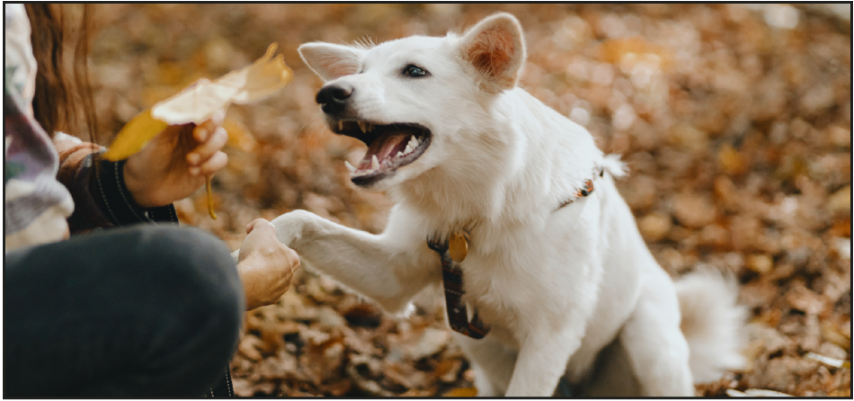 Tips and Tricks to Cutting Your Dog's Nails