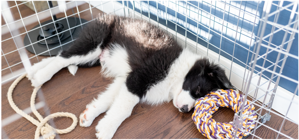 Should I Crate Train My Dog?