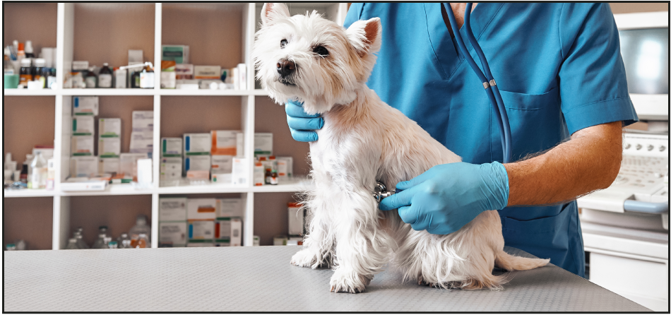 Most Important Questions to Ask Your Vet at Your Dog’s Annual Checkup