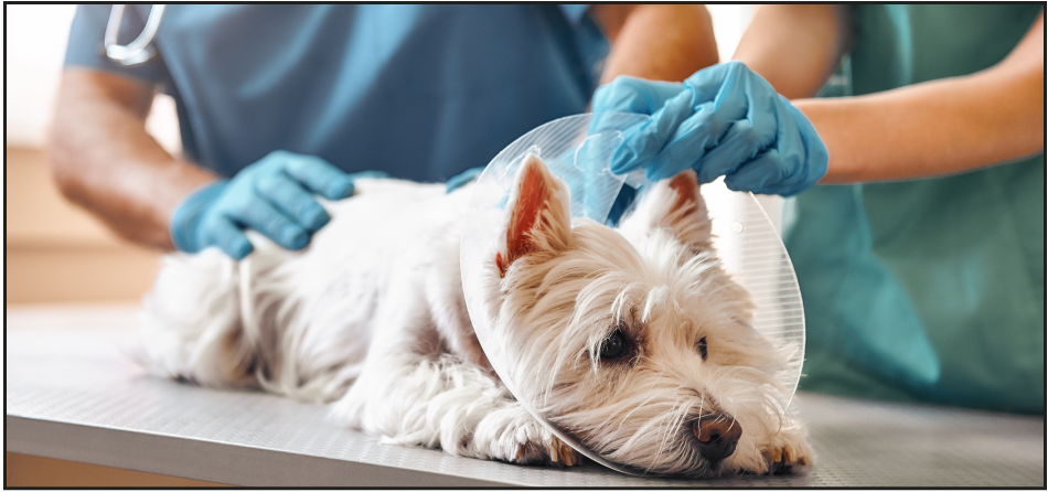 Dog Emergency? Here are Useful Tips on How to Rescue a Dog