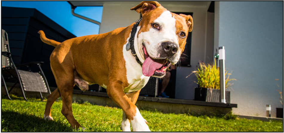 Top 10 Pitbull Myths (and the Truths About Them)