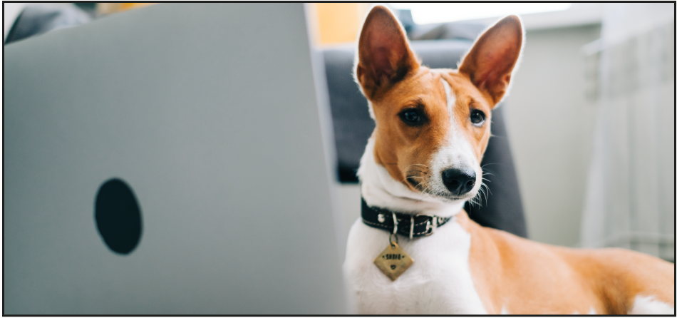 Top 5 Dog Side Hustles You Can Try to Earn Extra Bucks