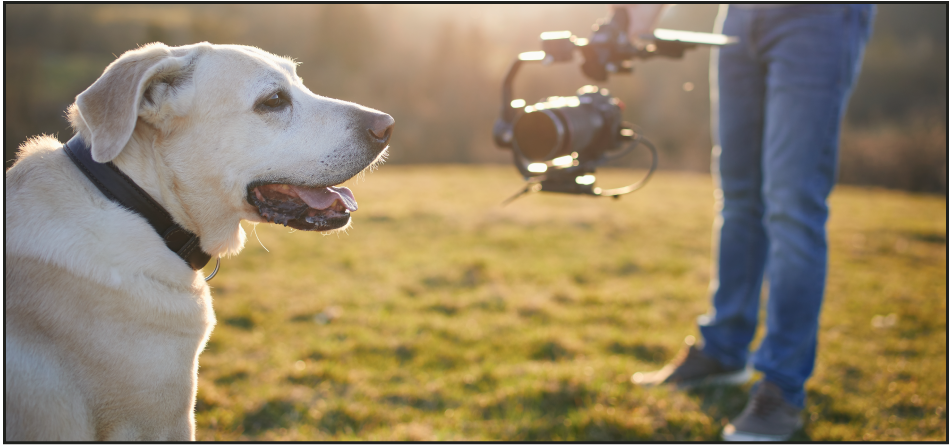 Top 10 Dog Instagram Accounts