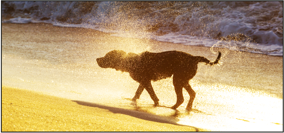 5 Best Dog Beaches to Bring Your Fur Baby to