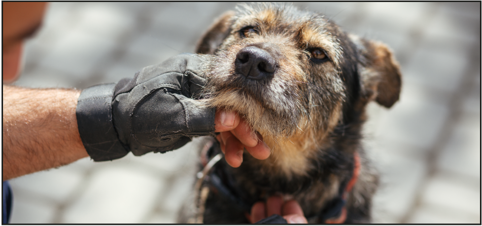 What to Do if You Find a Stray Dog