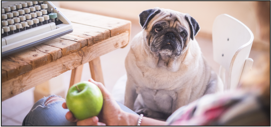 Best Food Brands for Senior Dogs