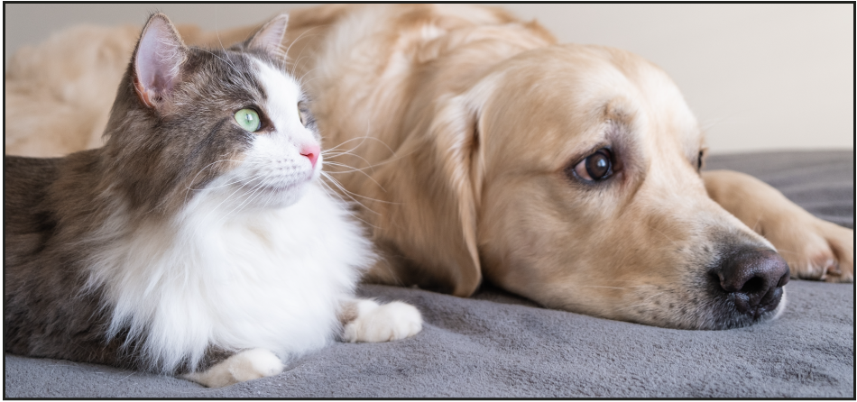 Best Dog Breeds that Get Along with Cats
