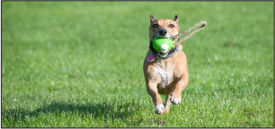 Top 10 Dog Holiday Gift Ideas