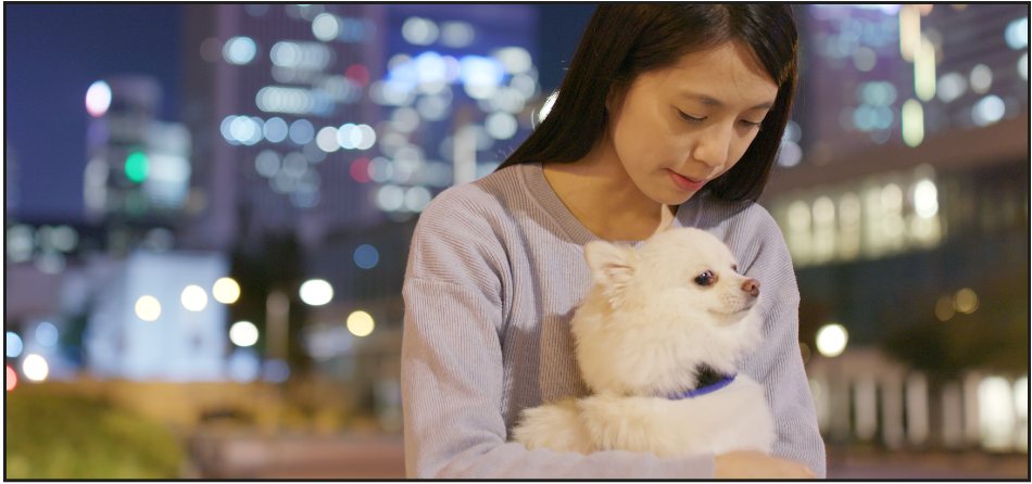How to Calm a Nervous Dog During Holiday Fireworks