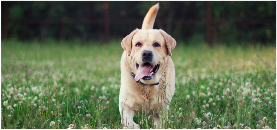 Top 10 Most Popular Dog Names