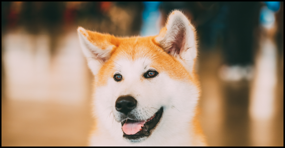Akita