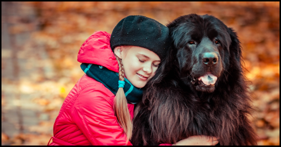 Tibetan Mastiff