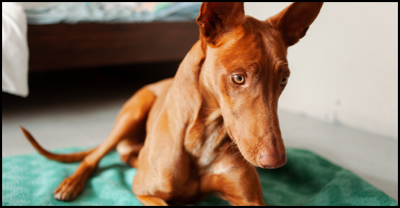 Pharaoh Hound
