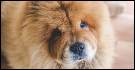 Chow Chow