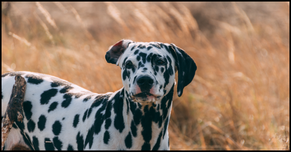 Dalmatian