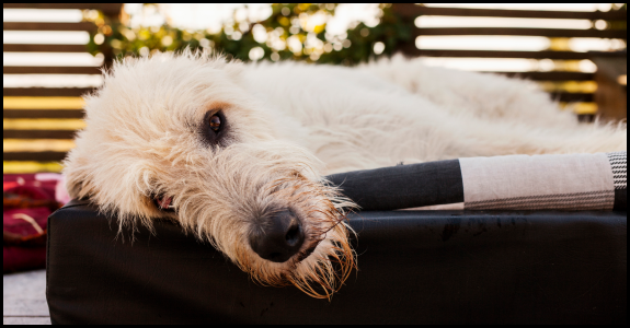 Irish Wolfhound