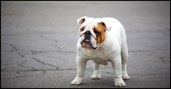 English Bulldog