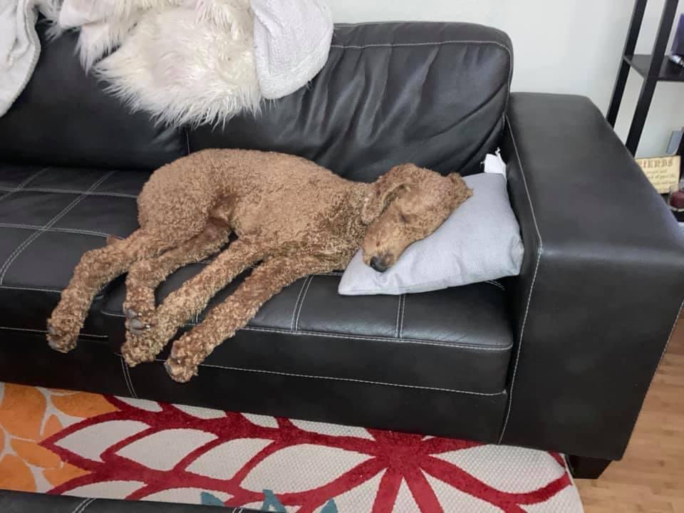 Herbie taking a nap