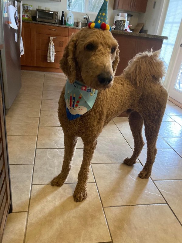 Herbie on his birthday