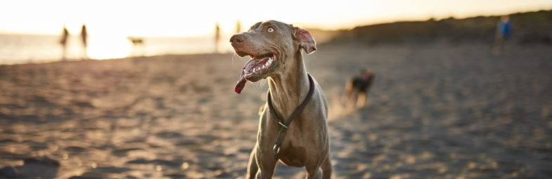 Top Dog Breeds for Running Enthusiasts
