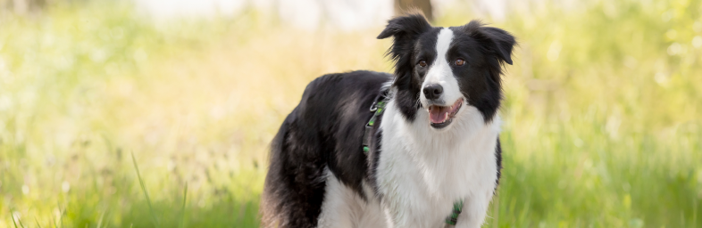 Top Dog Breeds for Running Enthusiasts
