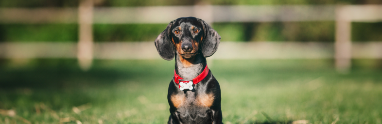 Low-Maintenance Dog Breeds Perfect for Busy Owners