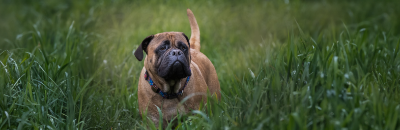 Low-Maintenance Dog Breeds Perfect for Busy Owners
Bullmastiff