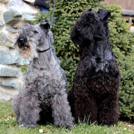 Kerry Blue Terrier Dog breed from Ireland