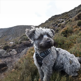 Glen of Imaal Terrier Dog breed from Ireland