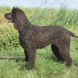 Irish Water Spaniel Dog breed from Ireland
