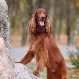 Irish Setter Dog breed from Ireland